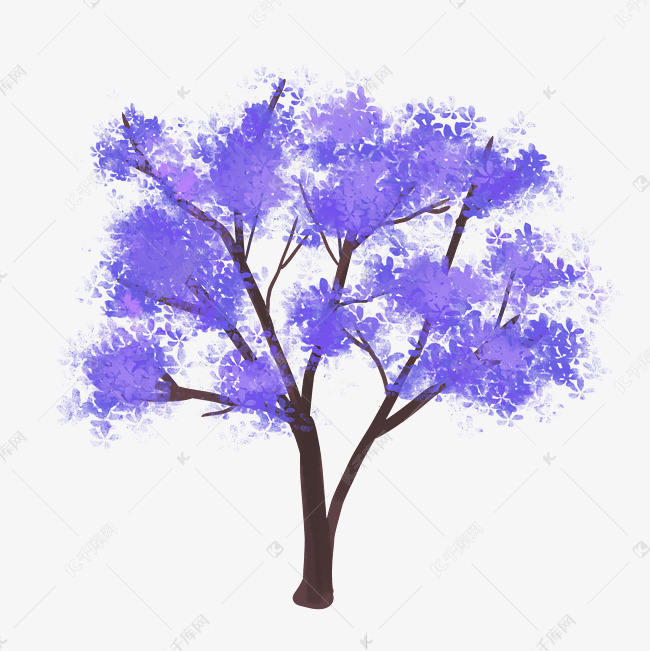 蓝花楹花卉树木