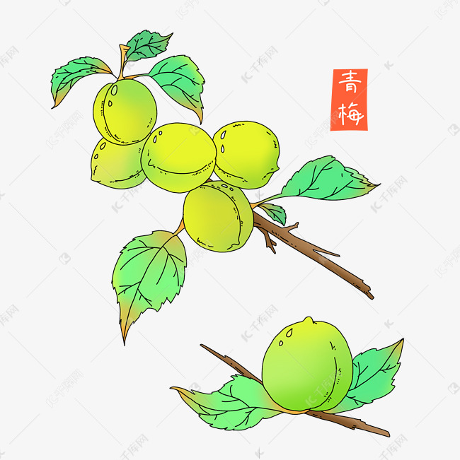 芒种青梅子