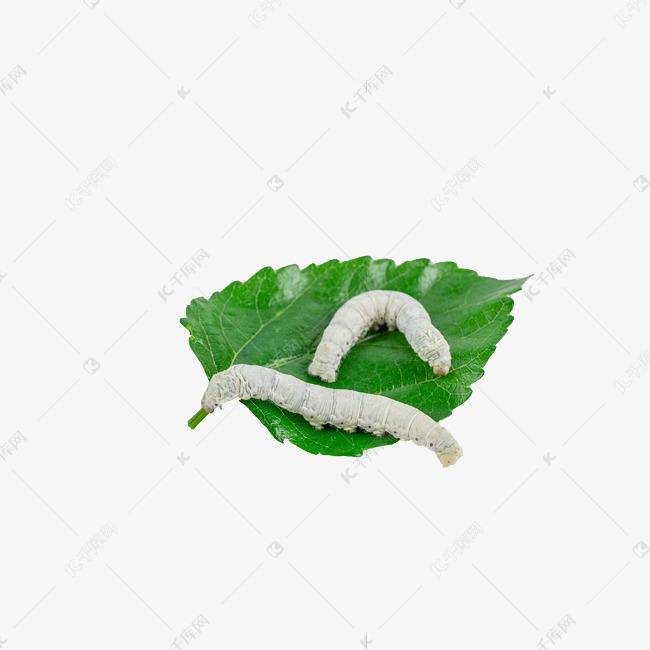 桑叶上的蚕虫昆虫素材图片免费下载 高清免抠摄影psd 千库网 图片编号1310