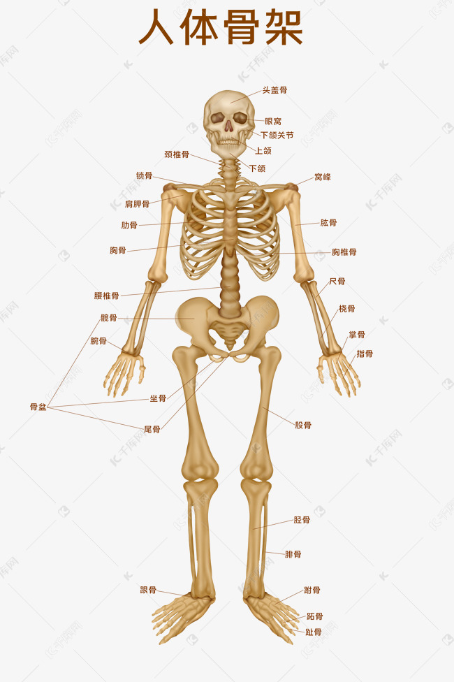 骨头器官位置示意图图片