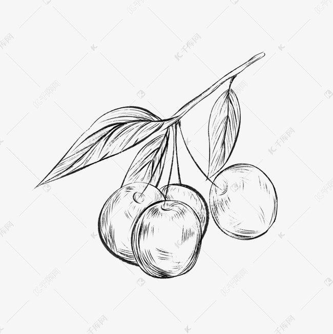 线描水果樱桃
