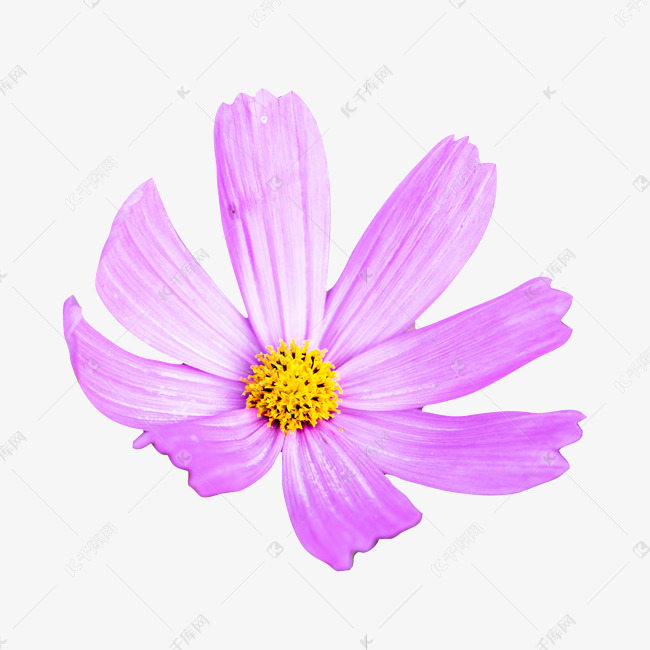 花卉植物桑格花夏日素材图片免费下载 高清免抠摄影png 千库网 图片编号1310