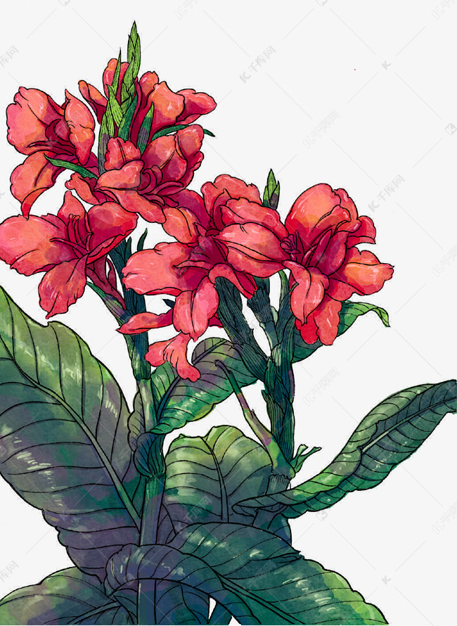 水彩花卉水彩美人蕉