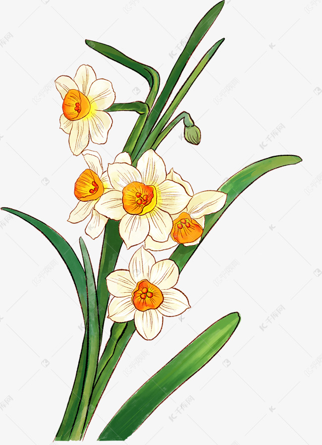 水仙花植物素材图片免费下载-千库网