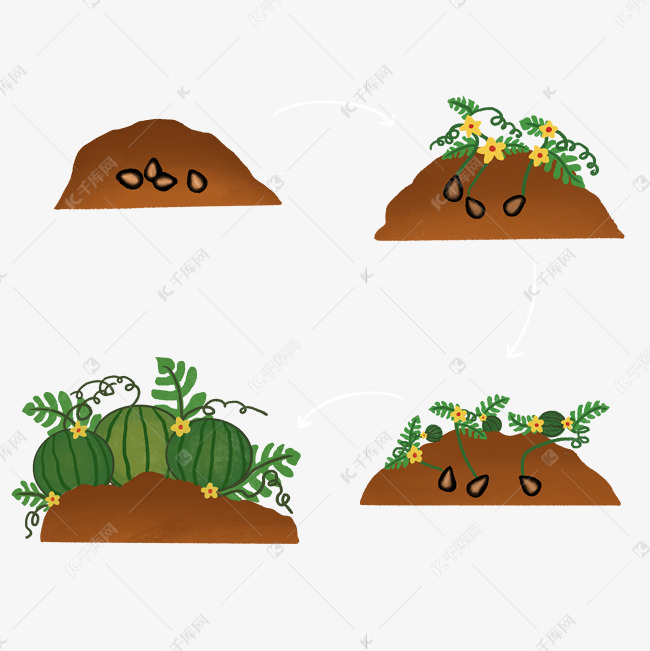 西瓜的生长过程 简图图片