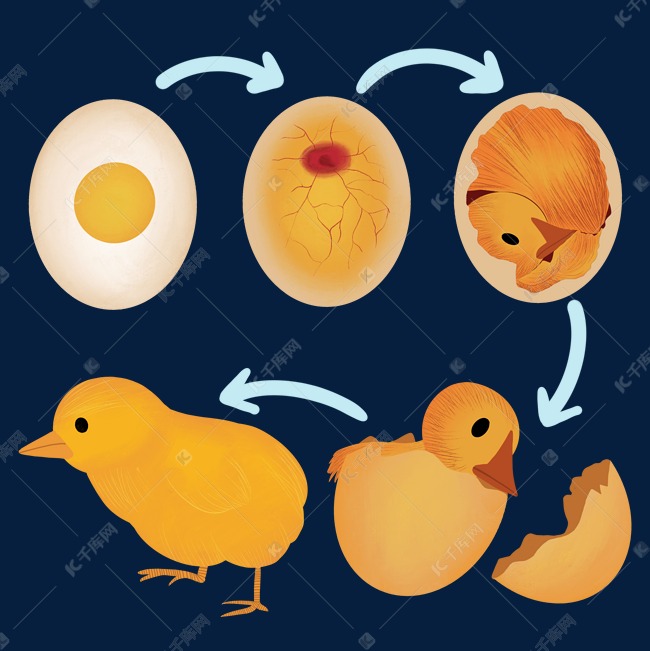 鸡蛋孵化解剖图图片