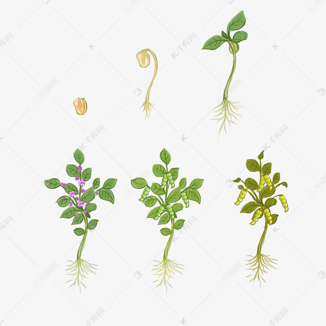 大豆播种培育流程图