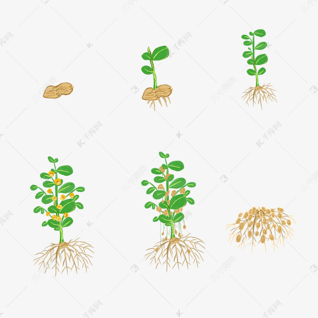花生种子萌发过程图片