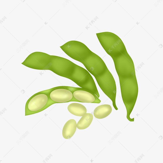 农作物黄豆荚