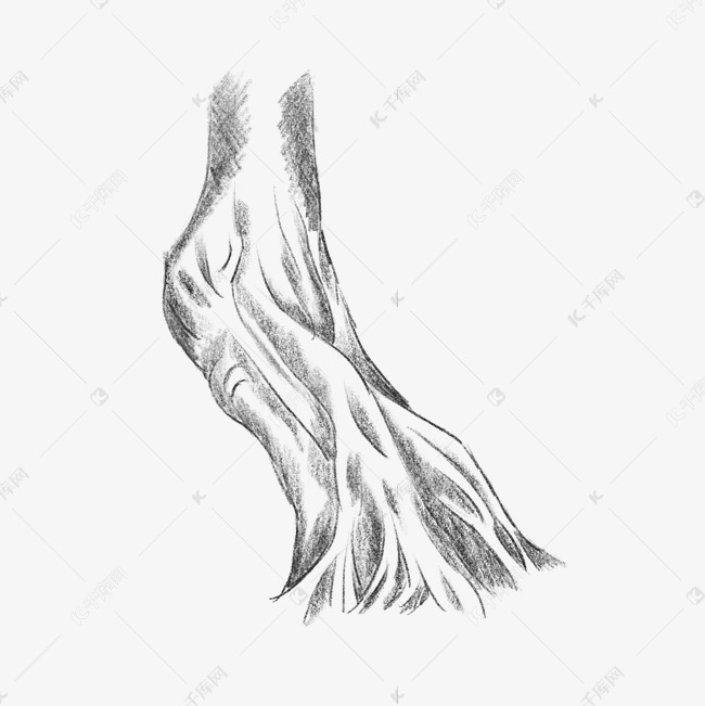素描枯树干