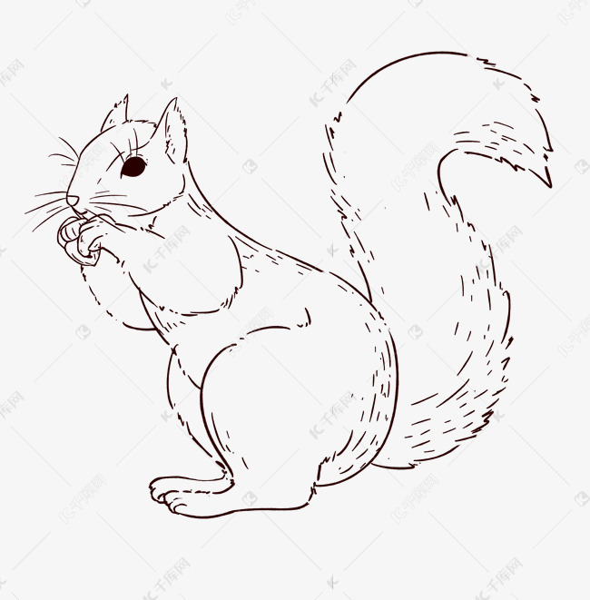 速写线描松鼠吃松果
