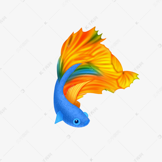 观赏斗鱼素材图片免费下载-千库网