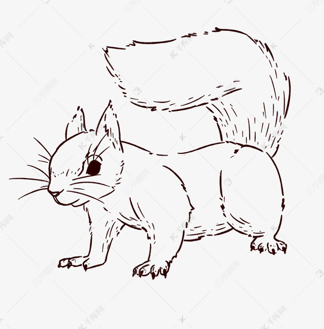 速写线描松鼠