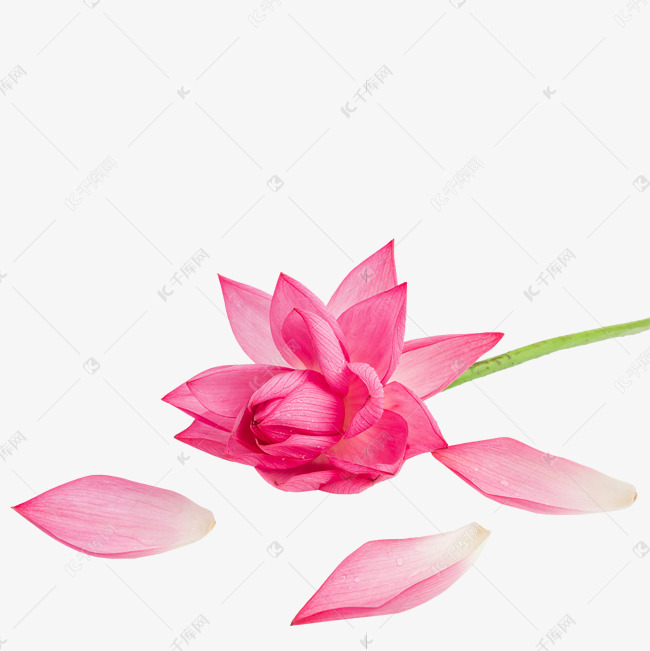 荷花花瓣凋谢脱落