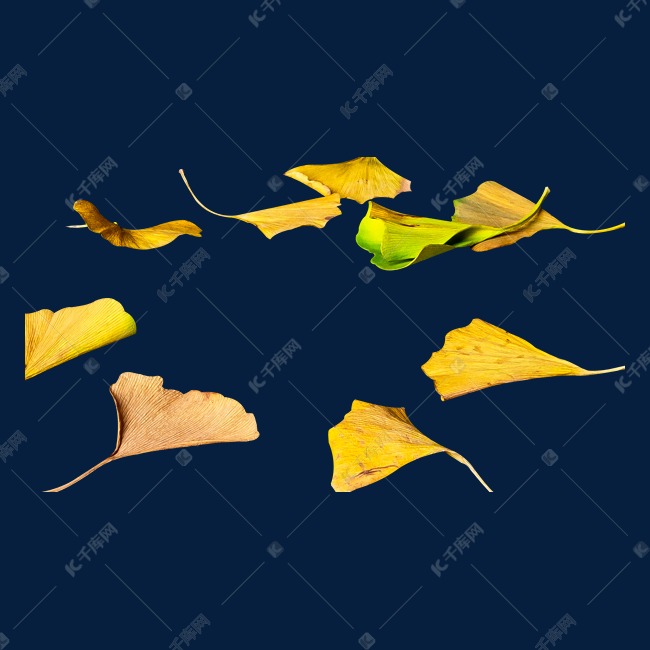 银杏叶落叶素材图片免费下载-千库网