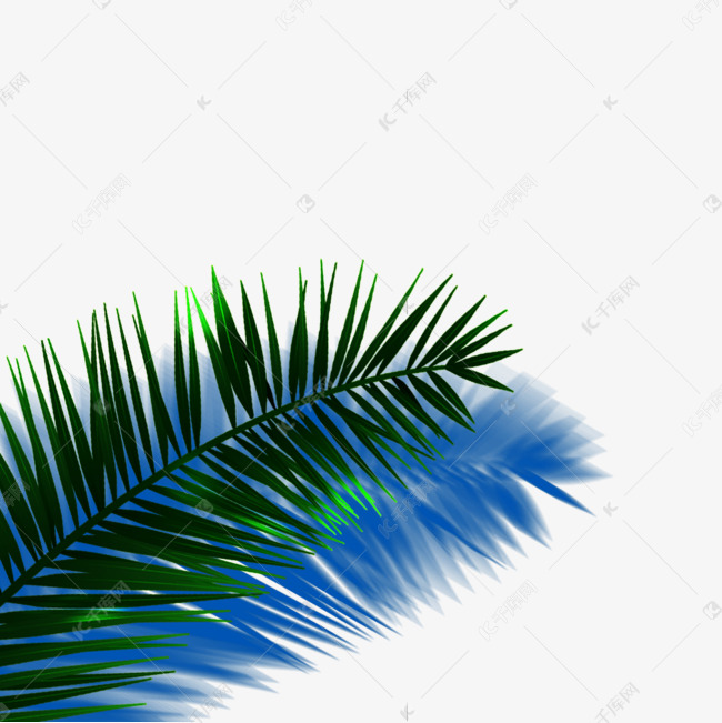 棕榈树叶和投影素材图片免费下载-千库网