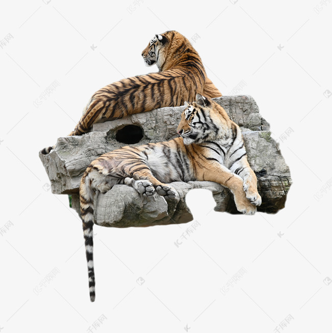 食肉目凶猛西伯利亚虎素材图片免费下载 高清png 千库网 图片编号