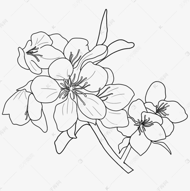 春天漂亮花卉线条画