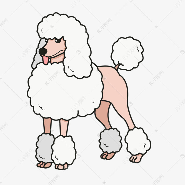 白色毛球尾巴贵宾犬剪贴画