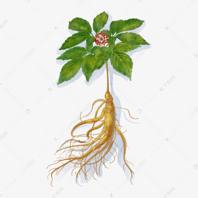 绿色植物人参果实细节叶子高丽参