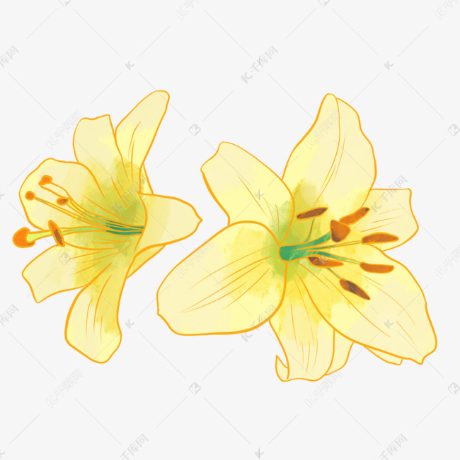 百合花香水百合金线描水彩素材图片免费下载 高清psd 千库网 图片编号