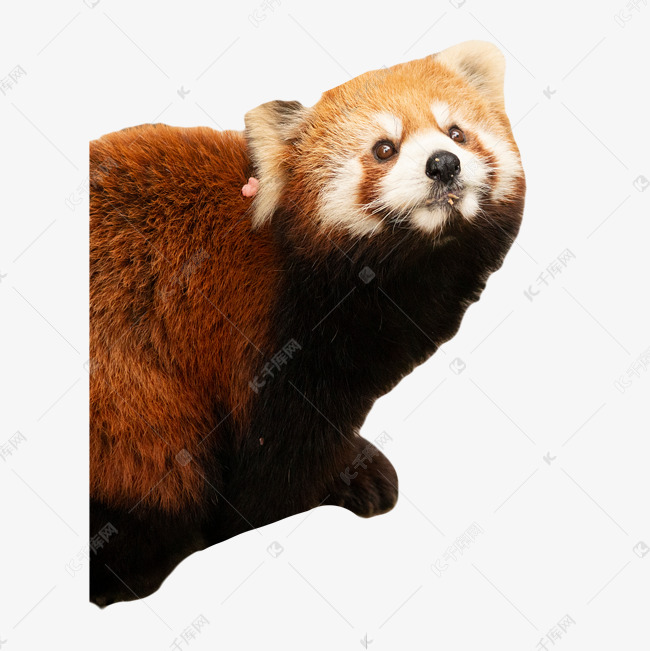 小熊猫毛发宠物动物