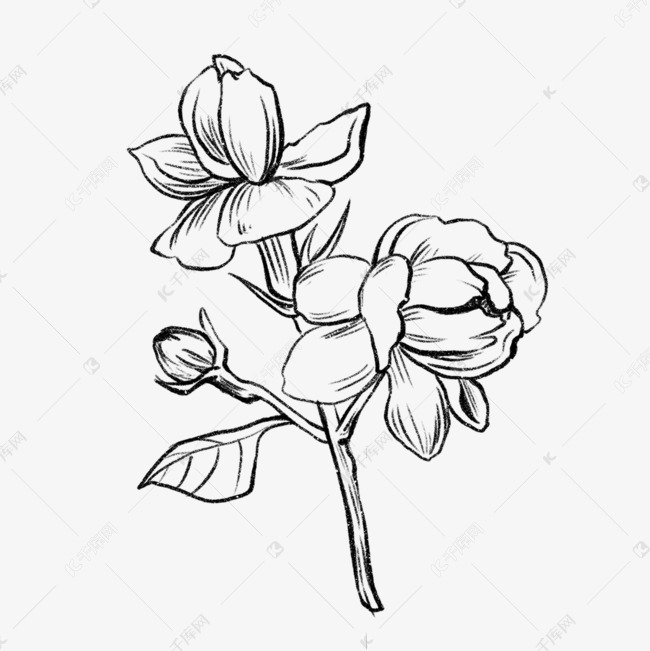 线稿花卉枝干花朵花苞花蕊叶子