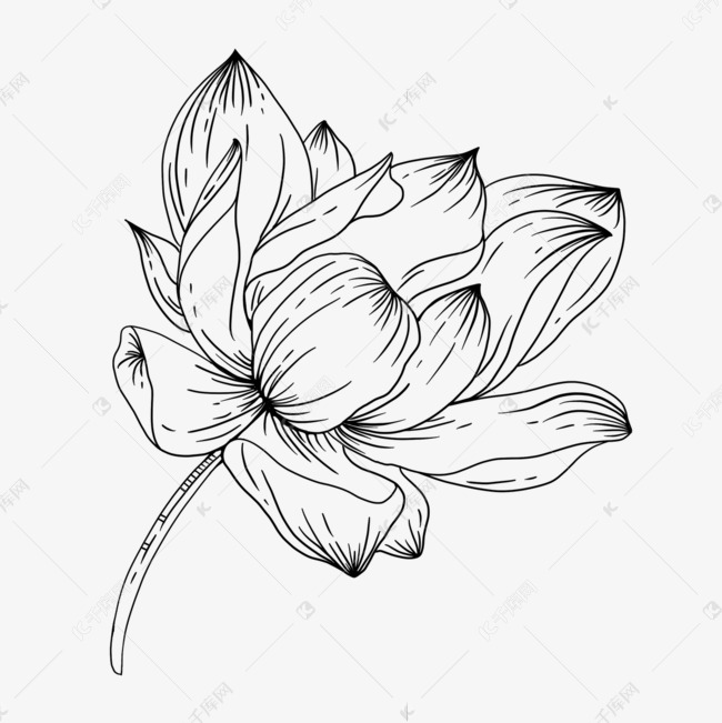 黑白素描莲花