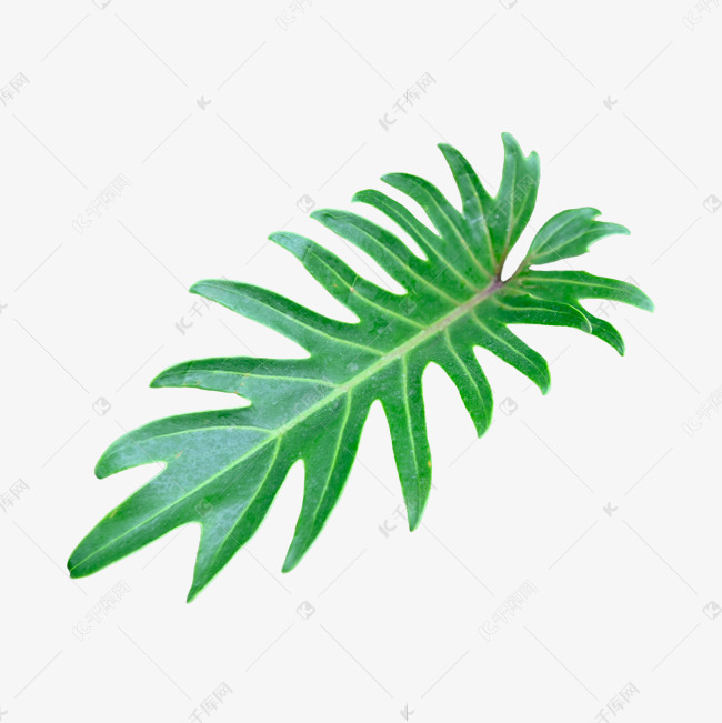 春羽热带叶片花卉观赏植物