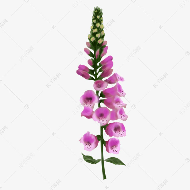 紫色毛地黄花卉