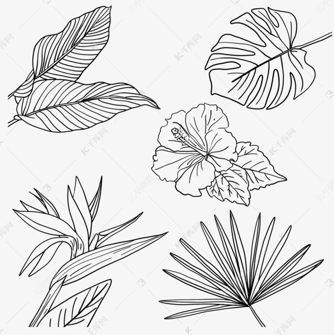 热带植物热带花卉热带树叶天堂鸟
