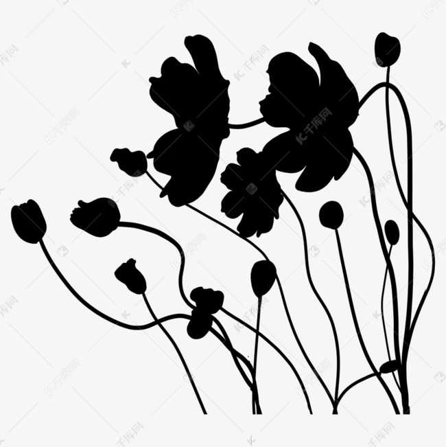 花卉剪影波斯菊