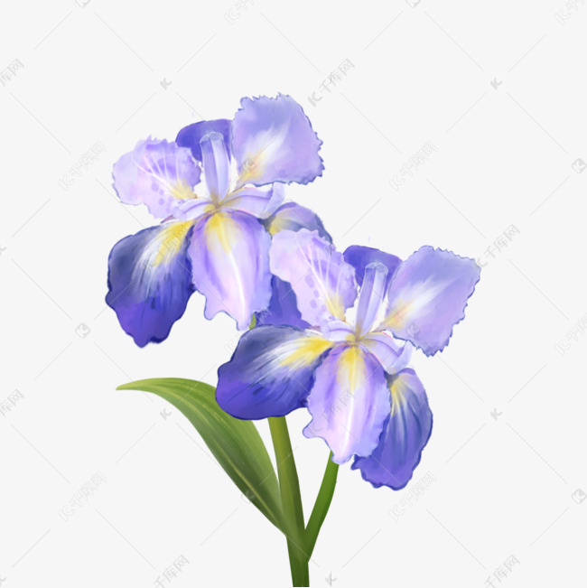 鸢尾花紫色的水彩花卉素材图片免费下载 高清psd 千库网 图片编号
