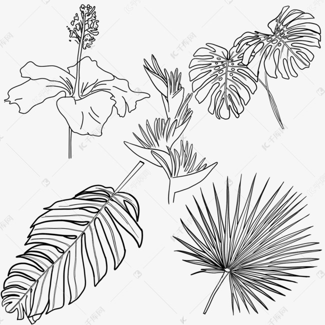热带植物花卉叶子线稿天堂鸟木槿