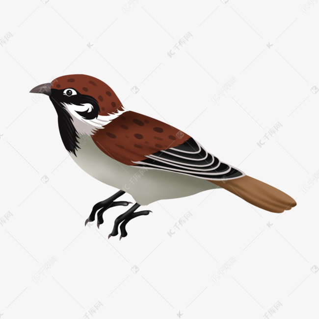 麻雀剪贴画写实麻雀