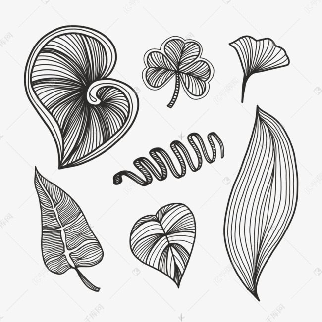 黑白植物线条叶片