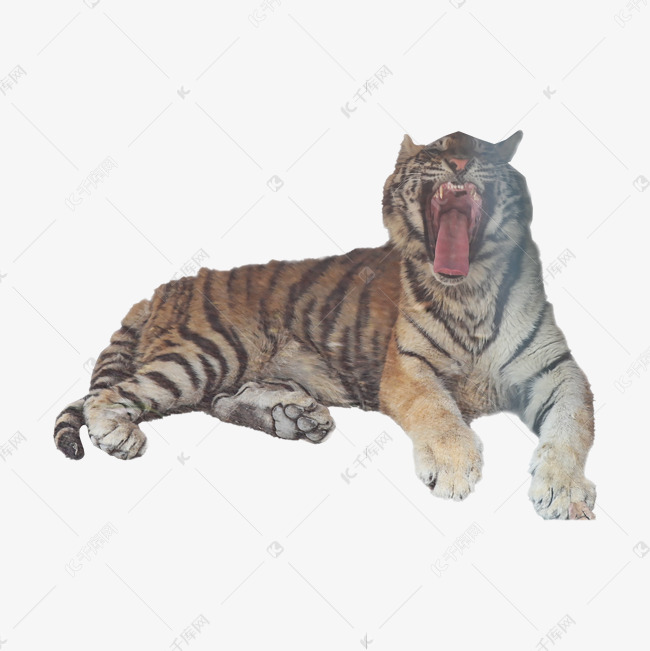 打欠凶猛东北虎素材图片免费下载 千库网