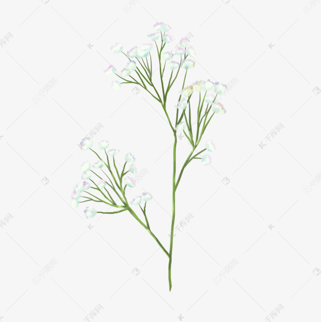 满天星水彩花朵花卉插画