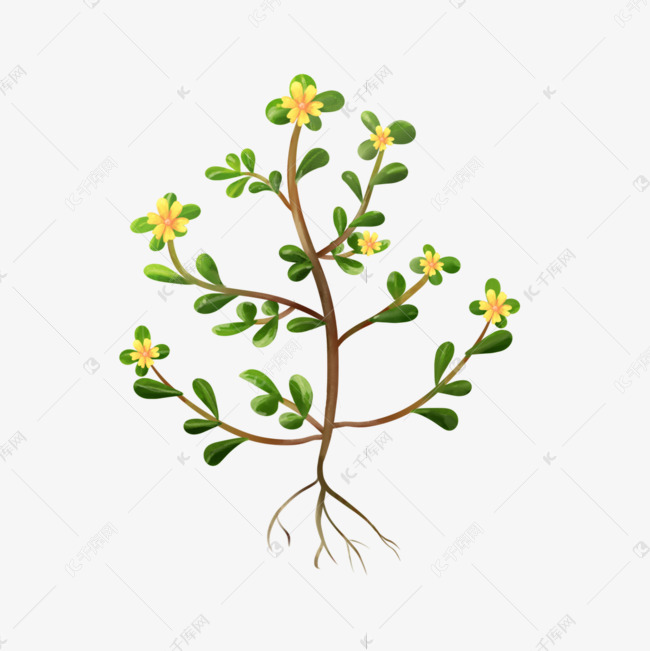 水彩树木植物马齿苋黄花