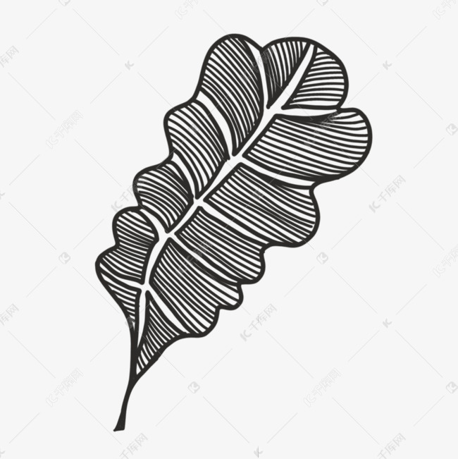 黑白线条纹理雕刻风格植物叶子素材图片免费下载-千库网