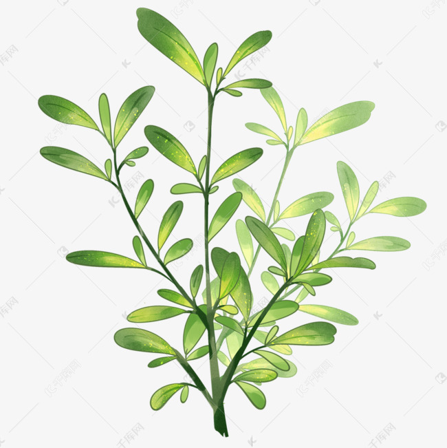 水彩风格的植物叶子数木黄杨