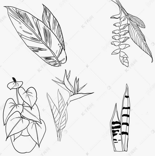 热带植物花卉叶子线稿天堂鸟艳山