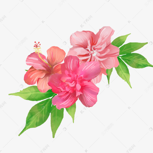 木槿花水彩晕染红色芙蓉花素材图片免费下载 高清psd 千库网 图片编号