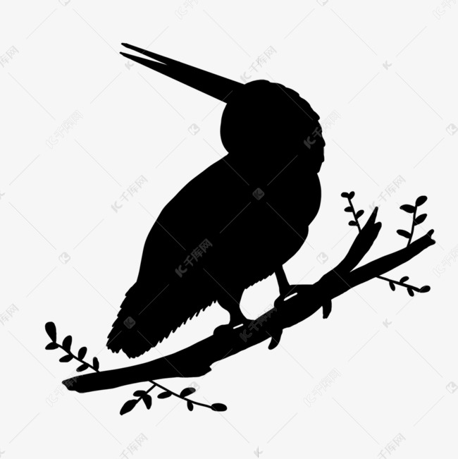 站在树枝上尖嘴鸟类的剪影
