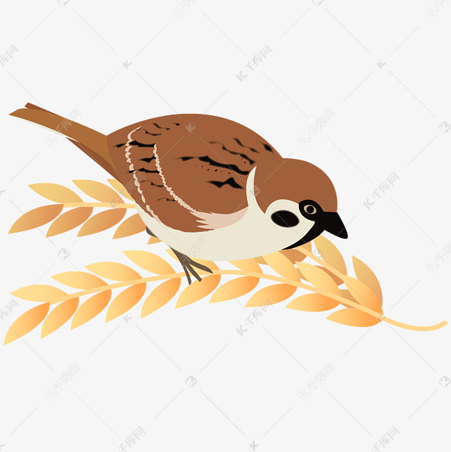 秋天动物麻雀觅食