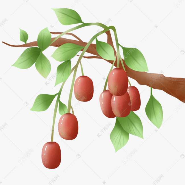 卡通手绘秋天成熟的枣树