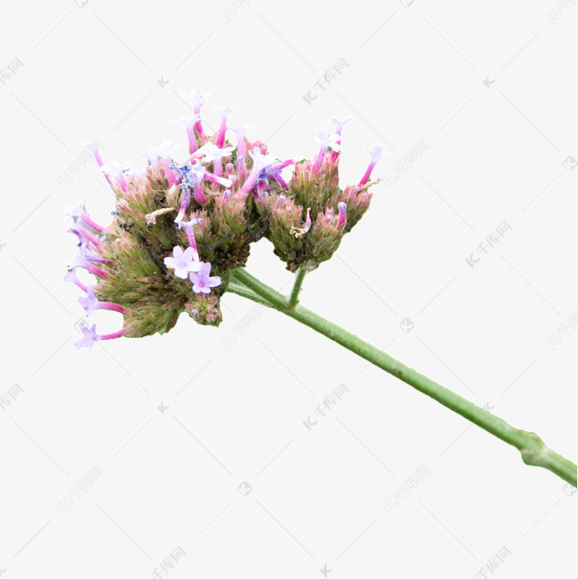 柳叶马鞭草鲜花植物摄影图花瓣