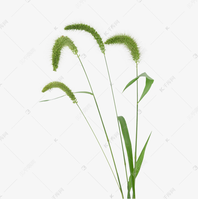 狗尾草野草草地春天