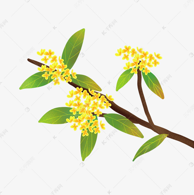 中秋中秋节桂花枝素材图片免费下载 高清装饰图案psd 千库网 图片编号