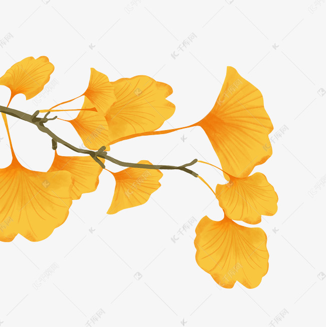 秋天秋季银杏树树叶植物叶子